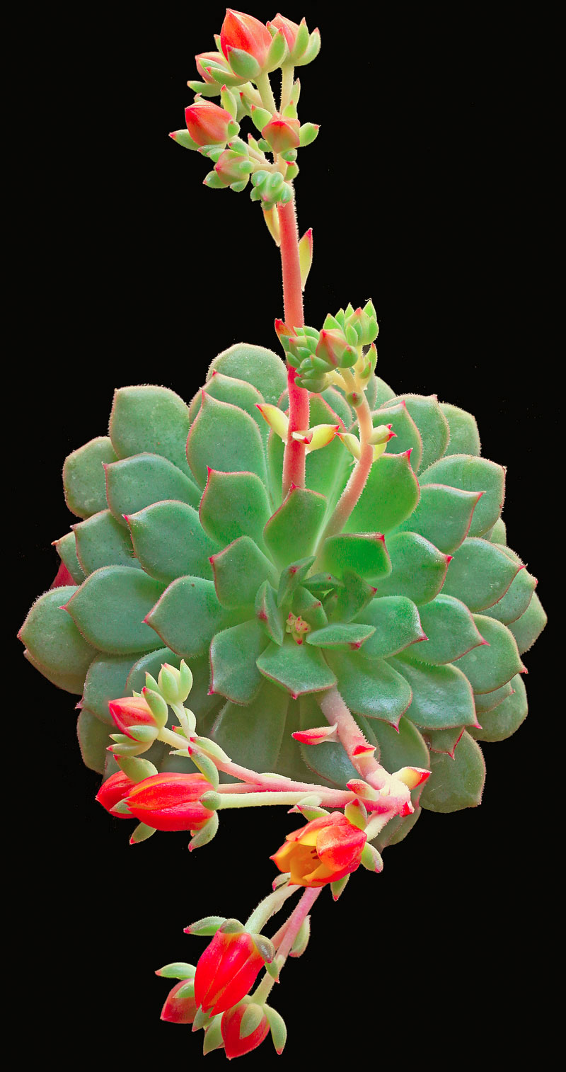 Echeveria splendens